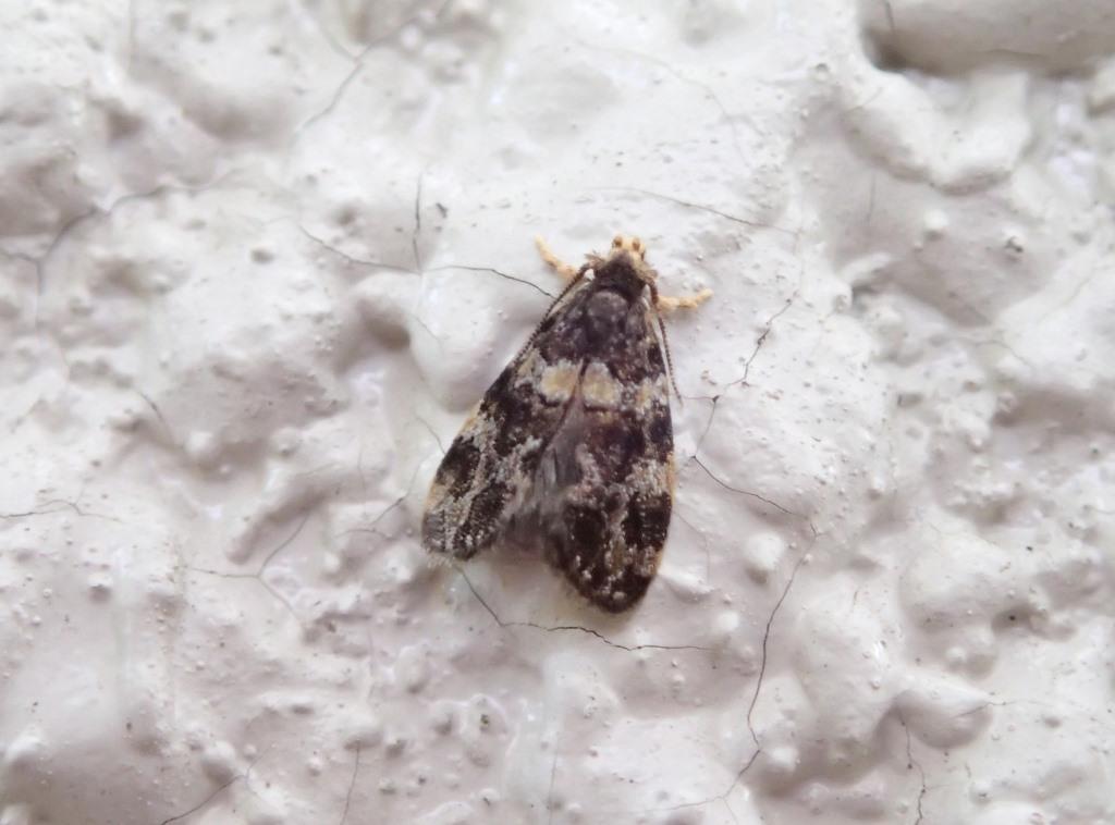 昆虫親父日記 小型の蛾？？